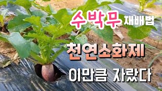 천연소화제 수박무 재배법 병충해 방제 천연 위장약 수박무