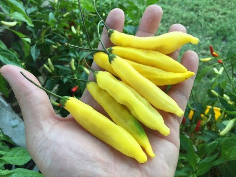 download lagu mp3 mp4 Lemon Drop Chilli, download lagu Lemon Drop Chilli gratis, unduh video klip Lemon Drop Chilli