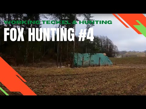 POLOWANIE NA LISY Z JAMNIKIEM - Fox hunting with dachshund (teckel) #4