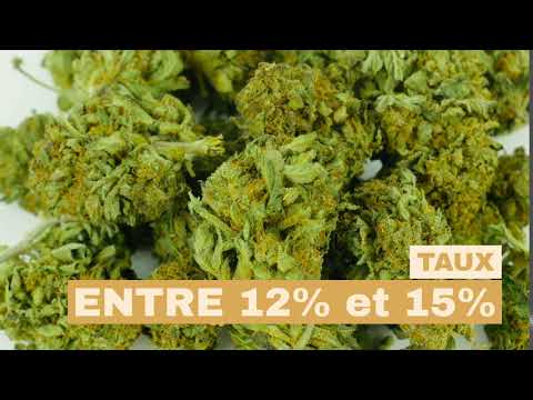 ORANGE BUD CBD by GreenOwl