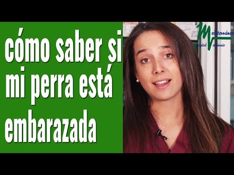 CÓMO SABER SI MI PERRA ESTÁ EMBARAZADA