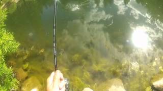 Fishing at Marilyns Pond Reno NV