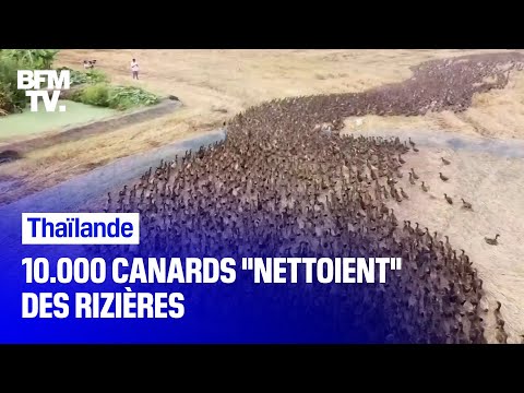 , title : 'Thaïlande:10.000 canards  "nettoient" des rizières'