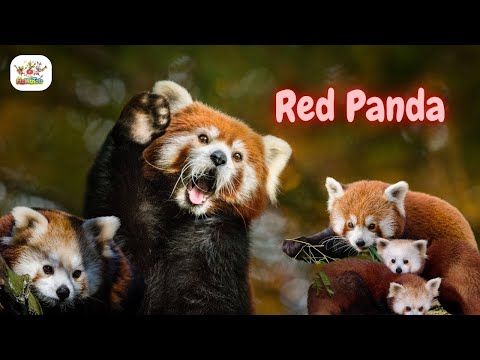 Meet the Red Panda!  Fun Facts for Kids