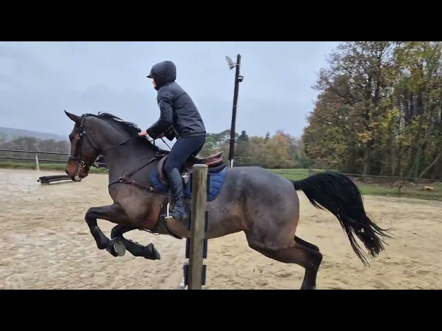 Hongre 11 ans cce dressage cso