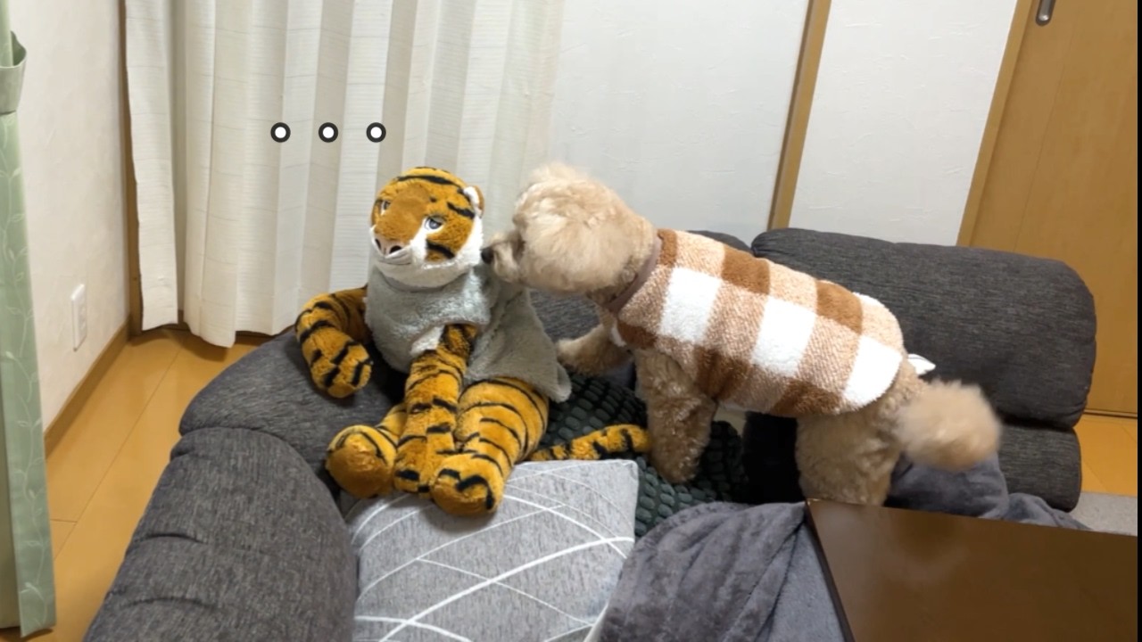 お散歩から帰ったらお気に入りの場所を宿敵のトラさんに占領されていたw【大きいトイプードル】【デカプー】【toy poodle】