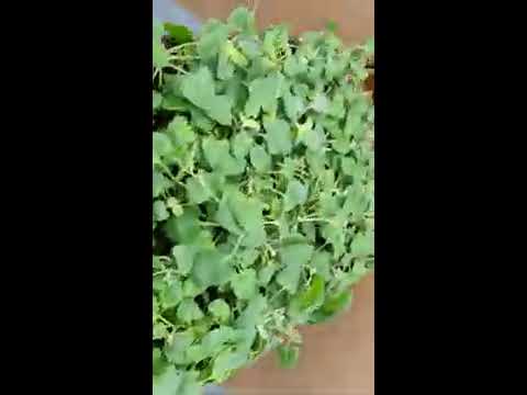 Unboxing perennial plants