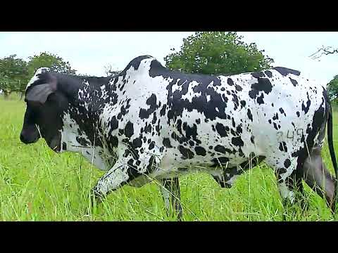 GENELORE - NELORE - ENCANTADA DA GENELORE - ADCR 249