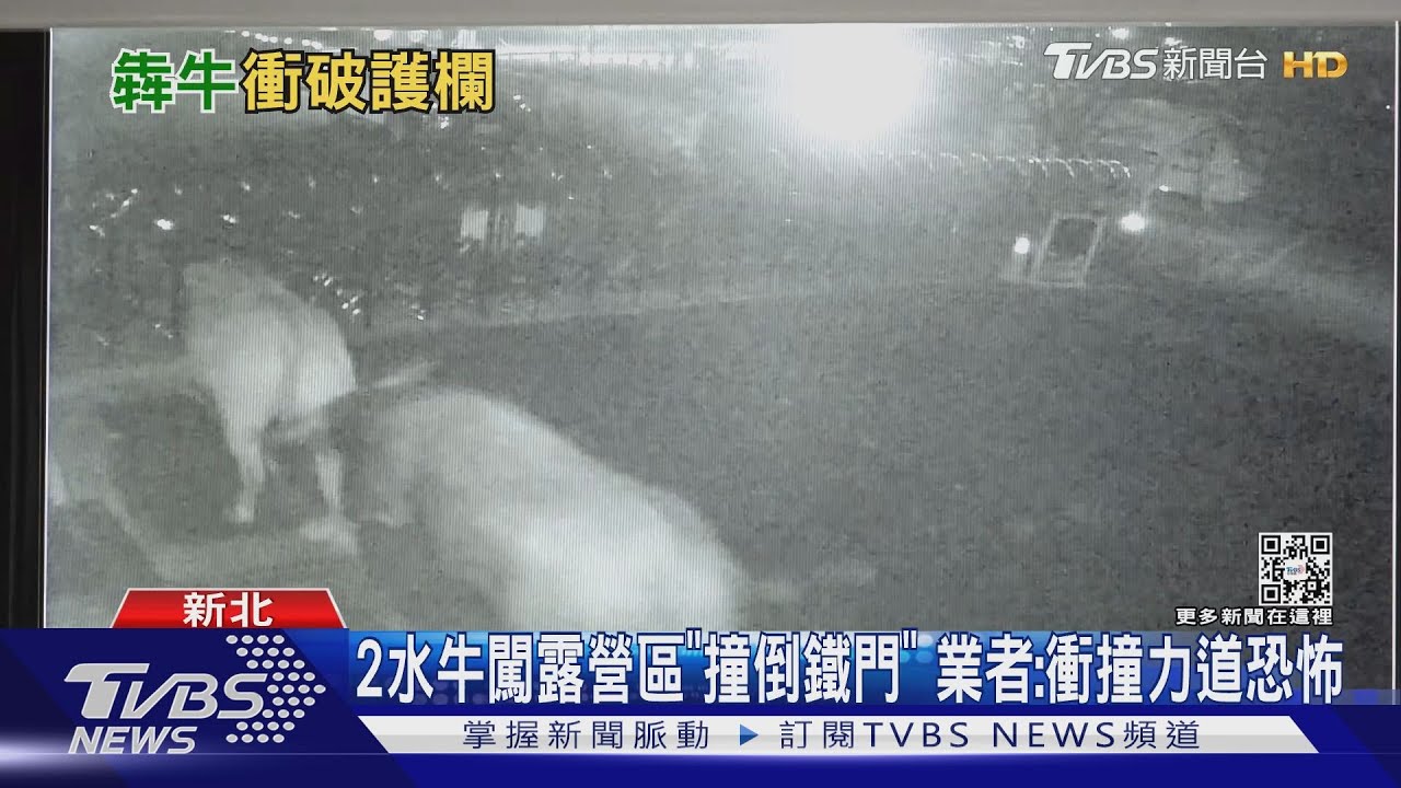 2水牛闖露營區「撞倒鐵門」 業者:衝撞力道恐怖