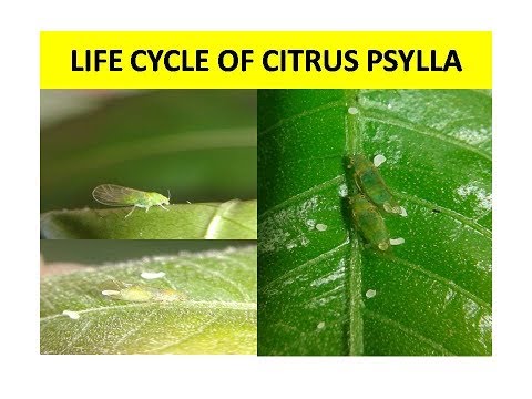 Life cycle of Citrus Psylla