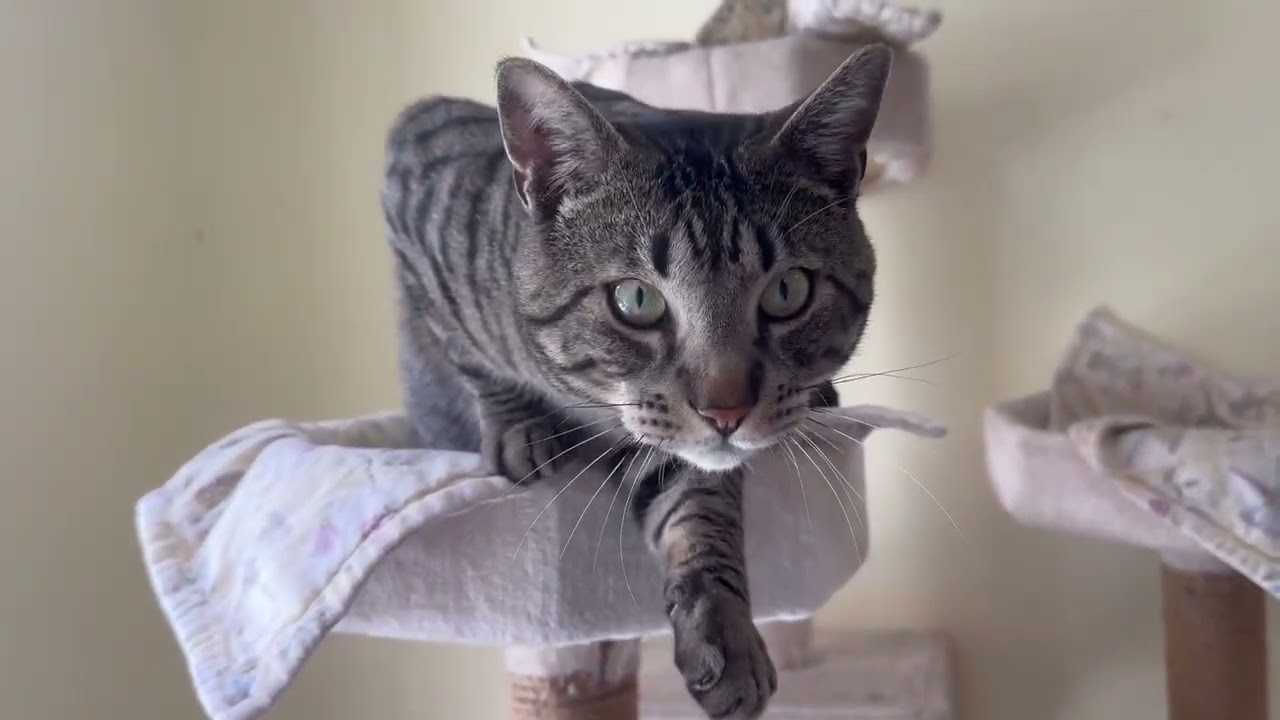 Enlarge BONGO, an adoptable Domestic Short Hair in Sequim, WA video 6/6