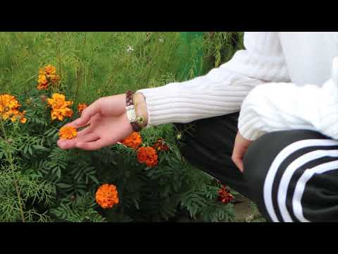 Roockie - CRUSH (Official Audio)