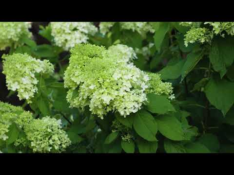 Hydrangea paniculata - Panicle or PeeGee Hydrangea - YouTube