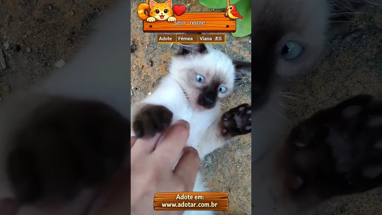 Gato raça SRD-ViraLata idade 2 a 6 meses nome sem nome