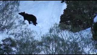 Oso sobre la nieve leonesa