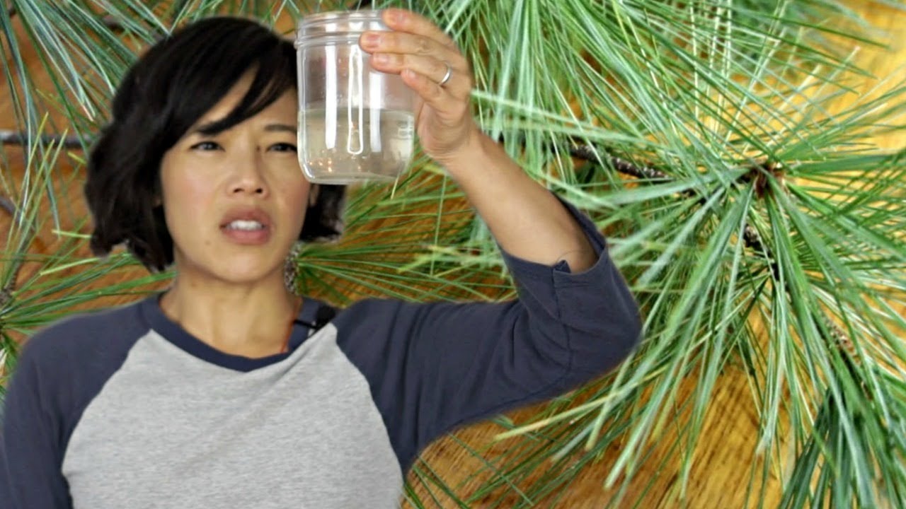 PINE NEEDLE TEA -- 18th century treatment for scurvy | HARD TIMES -- recipes from times of hardship