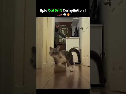 Epic Cat Drift Compilation 🏎️💨🔥 | Fur-tastic Stunts