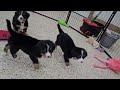 Bernese Mountain Dog dogs for sale: Smokey - Video 1