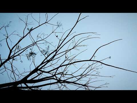 EX- Trem orfão (GUERRILHA)