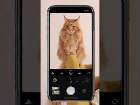 Cat Scanner App-Identify Cats Breed