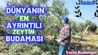 Zeytin Ağaçlarında Verim Budaması Nasıl Yapılır? How to prune olives?  #zeytinbu