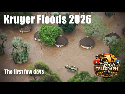 Kruger Floods 2026: The first few days
