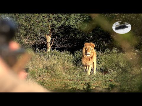 Lion charge on hunters - hunting in  South Africa - Big five hunting