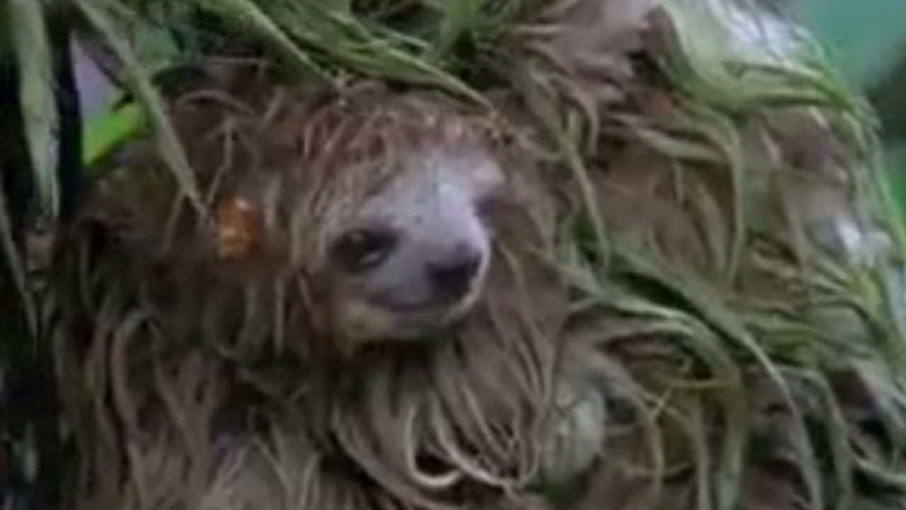 Amazing nature - the Amazon rainforest - wettest place on Earth?  - BBC wildlife