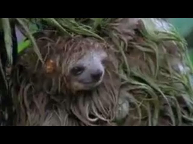 Amazing nature - the Amazon rainforest - wettest place on Earth?  - BBC wildlife