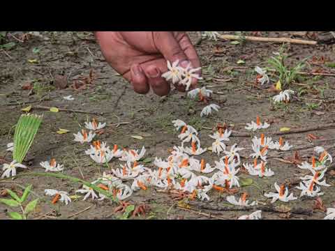 Whispers of Shiuli | October + Shiuli = Perfection