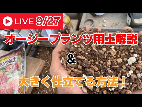 Elaeocarpus angustifolius青い桜の木