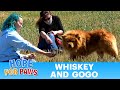 We Drove 300 Miles To Save A Dog And Then Got A Bonus Lucky Dog Happy St Patrick S Day Dogs