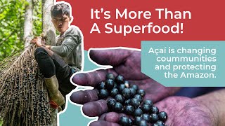 Harvesting Açaí Berries in the Amazon – How Heifer International Helps Farmers in Bolivia