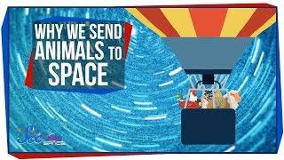 Why We Send Animals to Space