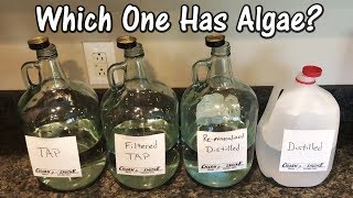 Algae, Aquariums and The Water You Use (Part 1)