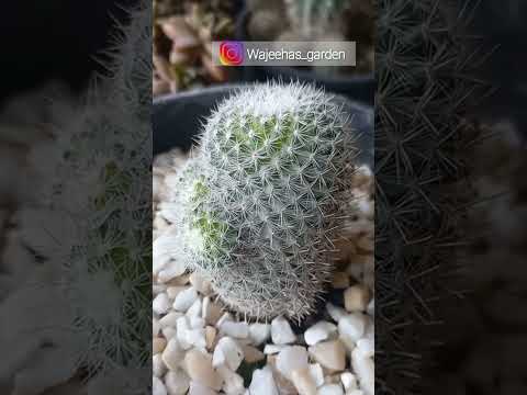 , title : 'Mammillaria Hahaniana |  How To Grow Cactus  - Old Lady Cactus #cactus #mammillaria #ytshorts'