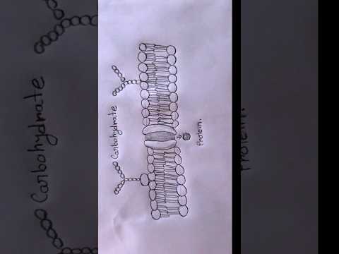 how to draw cell membrane #art#shortsvideo #shortsviral #howtodraw