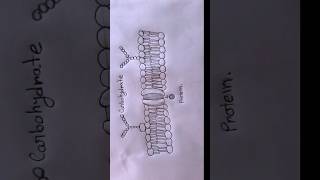 how to draw cell membrane #art#shortsvideo #shortsviral #howtodraw