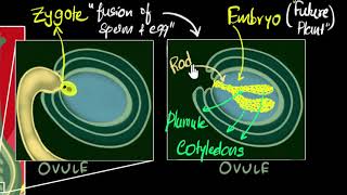 Fertilisation, zygote, embryo, germination | How do organisms reproduce | Biology | Khan Academy