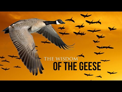 , title : 'Wisdom Of The Geese - Best Motivational Video