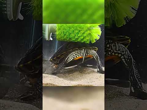Le Regalo Un Cepillo A Su Tortuga 🔥