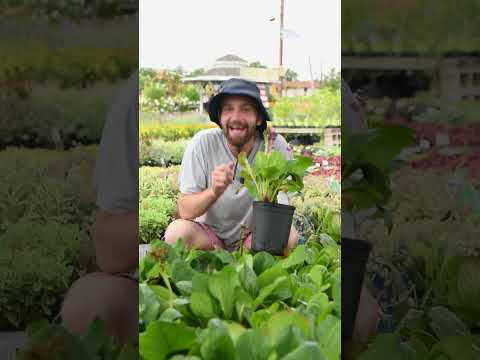 A Shade-Loving Evergreen Flowering Perennial That Deer Won't Touch! - Bergenia (Pigsqueak)