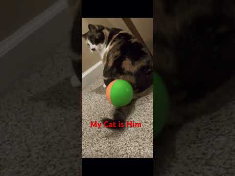 My cat is the next Lev Yashin! (Credit to ​@Maybetr1stan )