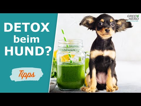 Hund entgiften - Wie du deinem Hund helfen kannst