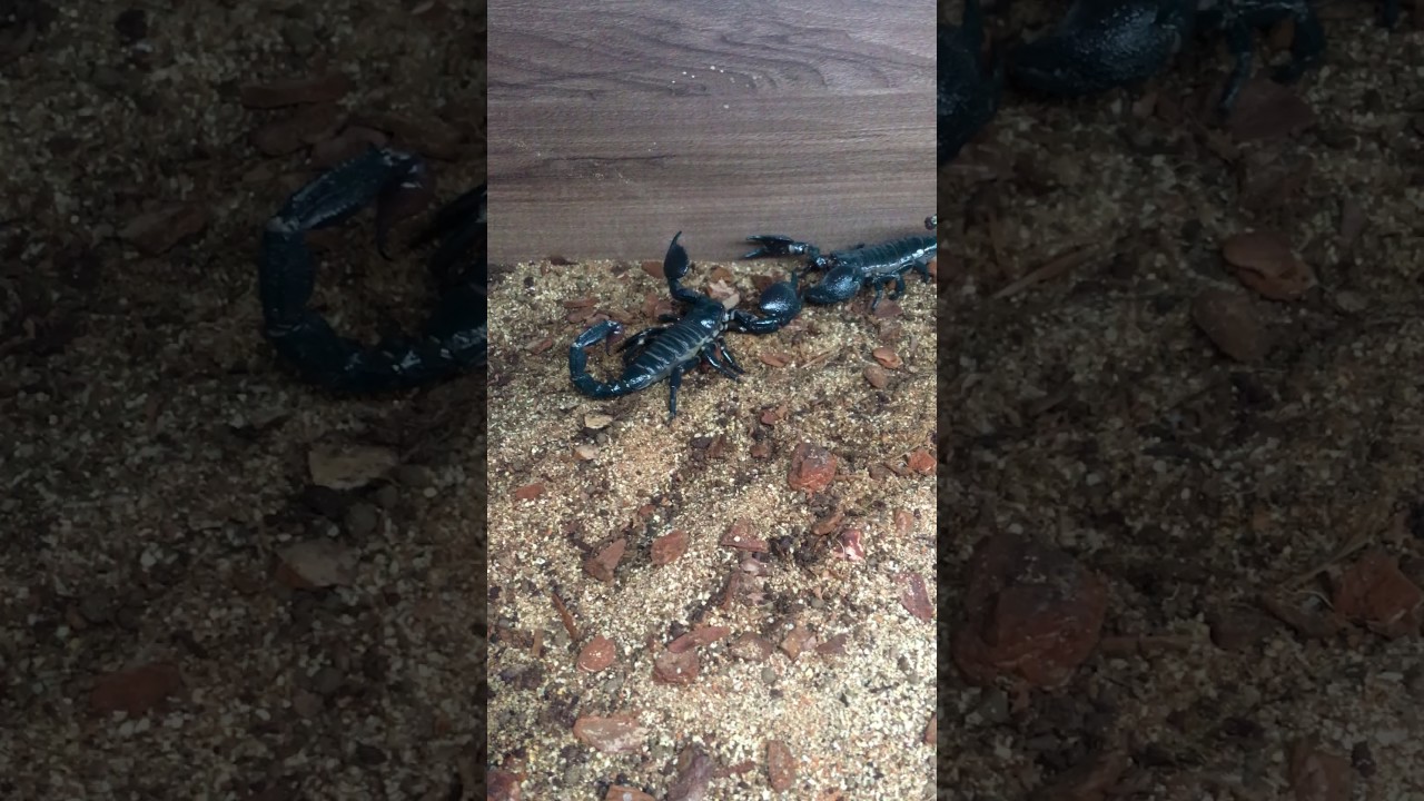 Imperial Scorpions Breeding Introduction