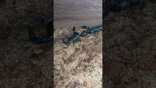 Download lagu Imperial Scorpions Breeding Introduction mp3 Download lagu Imperial Scorpions Breeding Introduction mp3