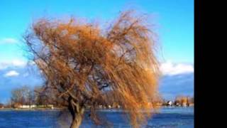 Nyitrai Brigitta - Vento de maio