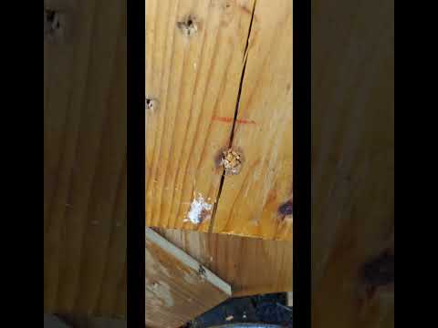 Ranking Barnes LRX bullets