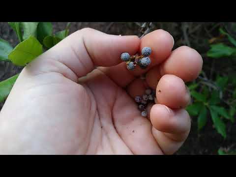 Northern Bayberries - Myrica pensylvanica (with inappropriate city noises)