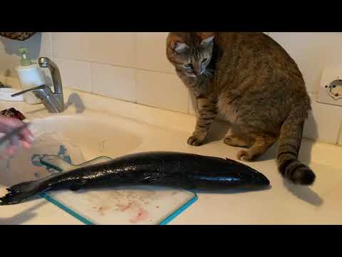 Cat vs. Fish, food aggression